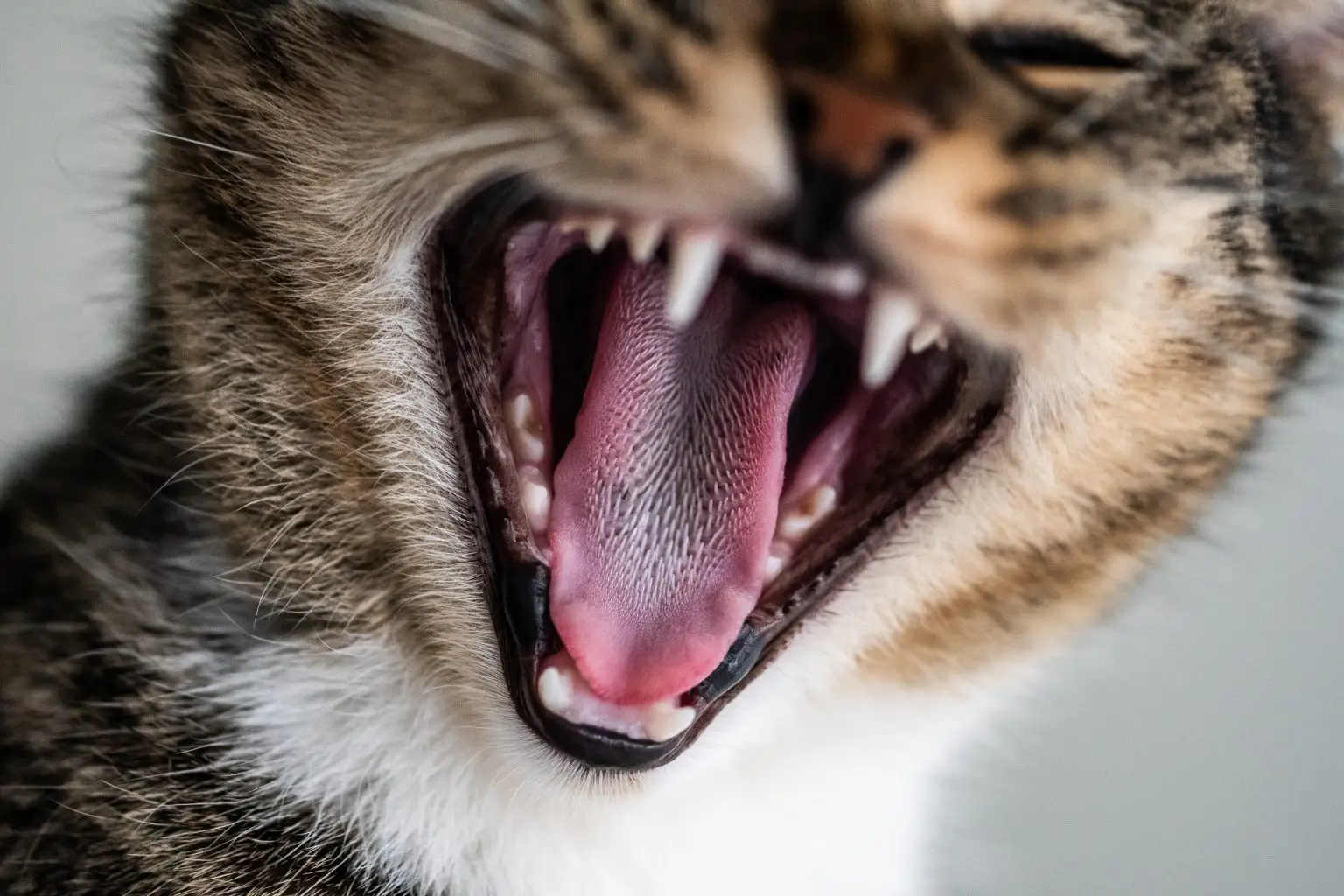 closeup shot of a cute domestic kitten yawning and showing his teeth and tongue